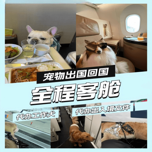澳门特别行政区宠物托运到白俄罗斯宠物入境规定和要求